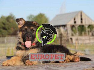 Europet vinde catei Ciobanesc German rasa pura| Garantie| Livrare oriunde